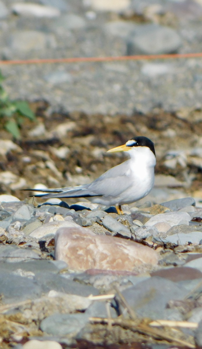 Least Tern - ML620486513