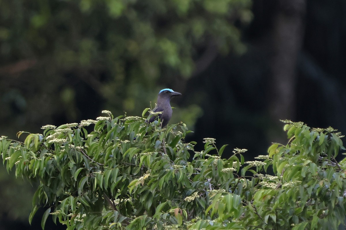 Purple-winged Roller - ML620486519