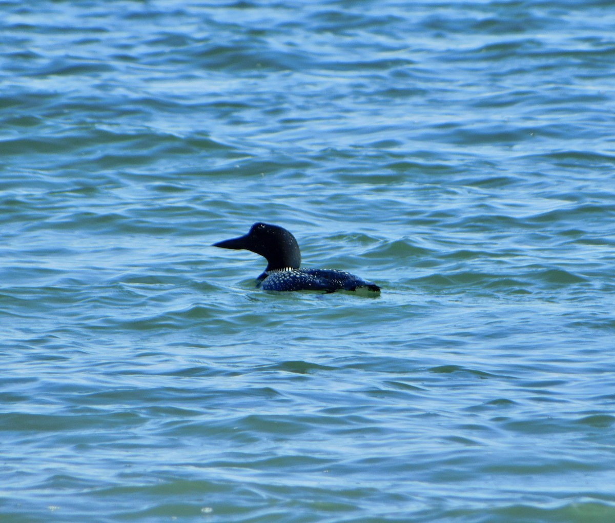 Common Loon - Tim E.