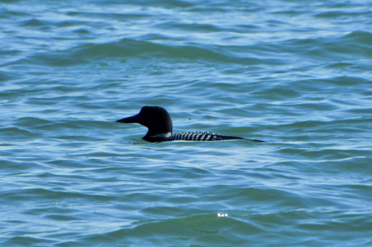 Plongeon huard - ML620486525