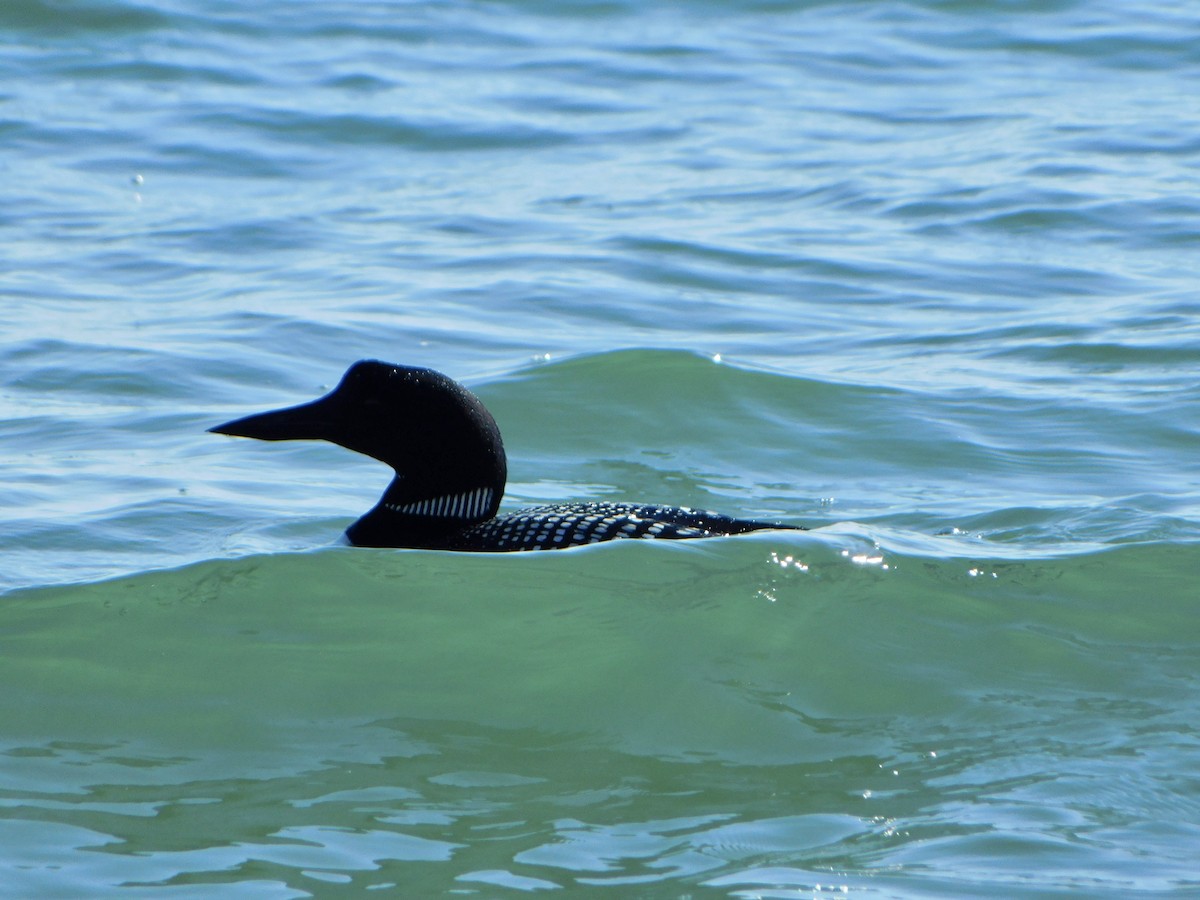 Common Loon - ML620486528