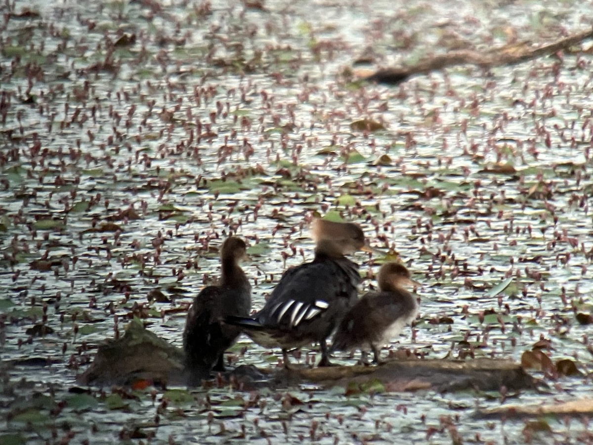 Hooded Merganser - ML620486533