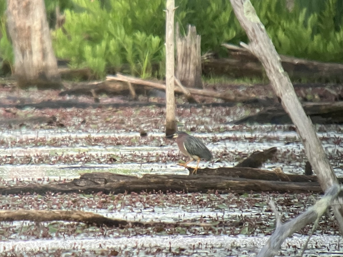 Green Heron - ML620486535