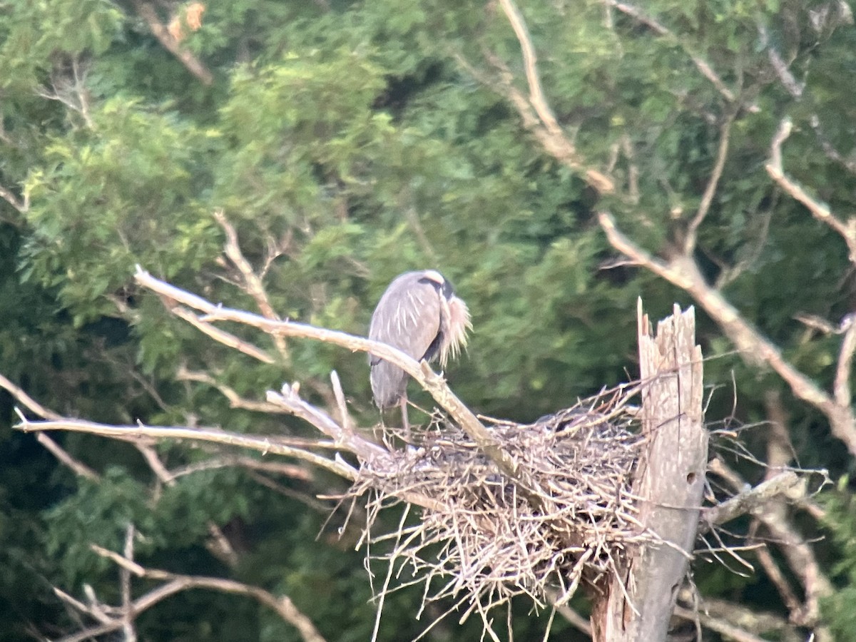 Great Blue Heron - ML620486536