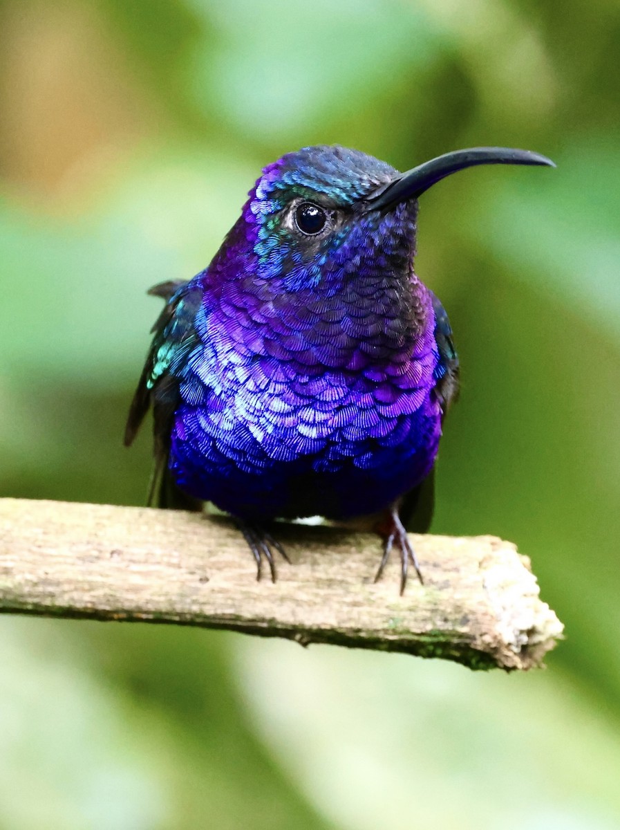 Colibrí Morado - ML620486537