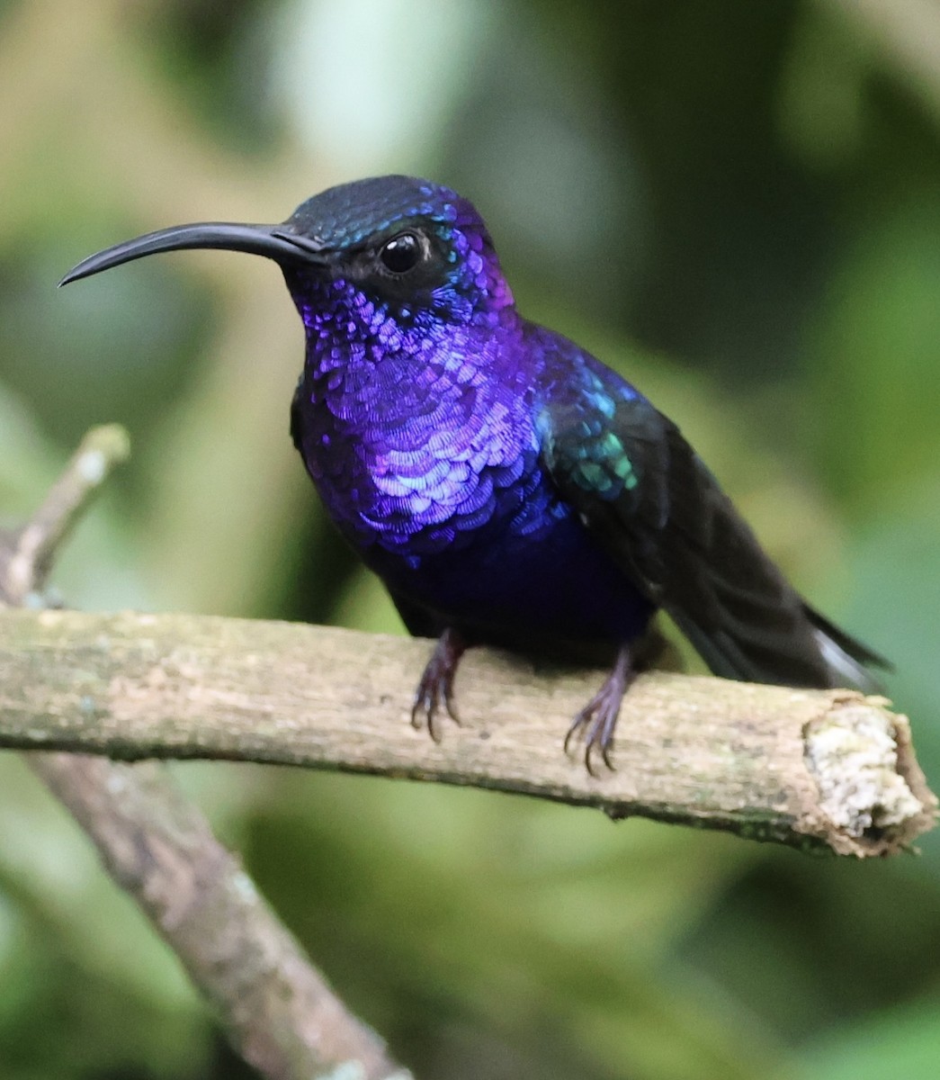 Colibrí Morado - ML620486540