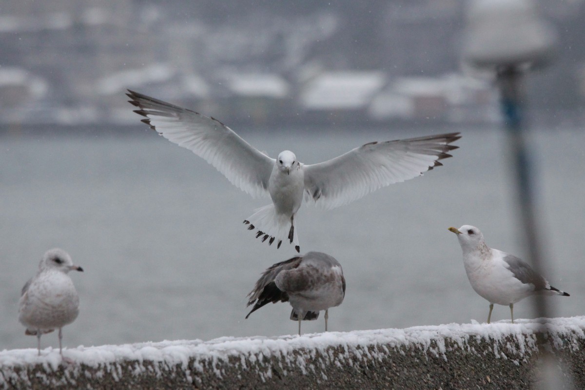 Black-legged Kittiwake (pollicaris) - ML620486553