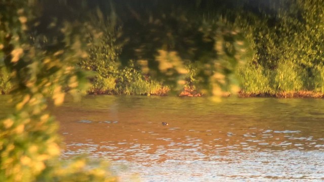 Common Goldeneye - ML620486555