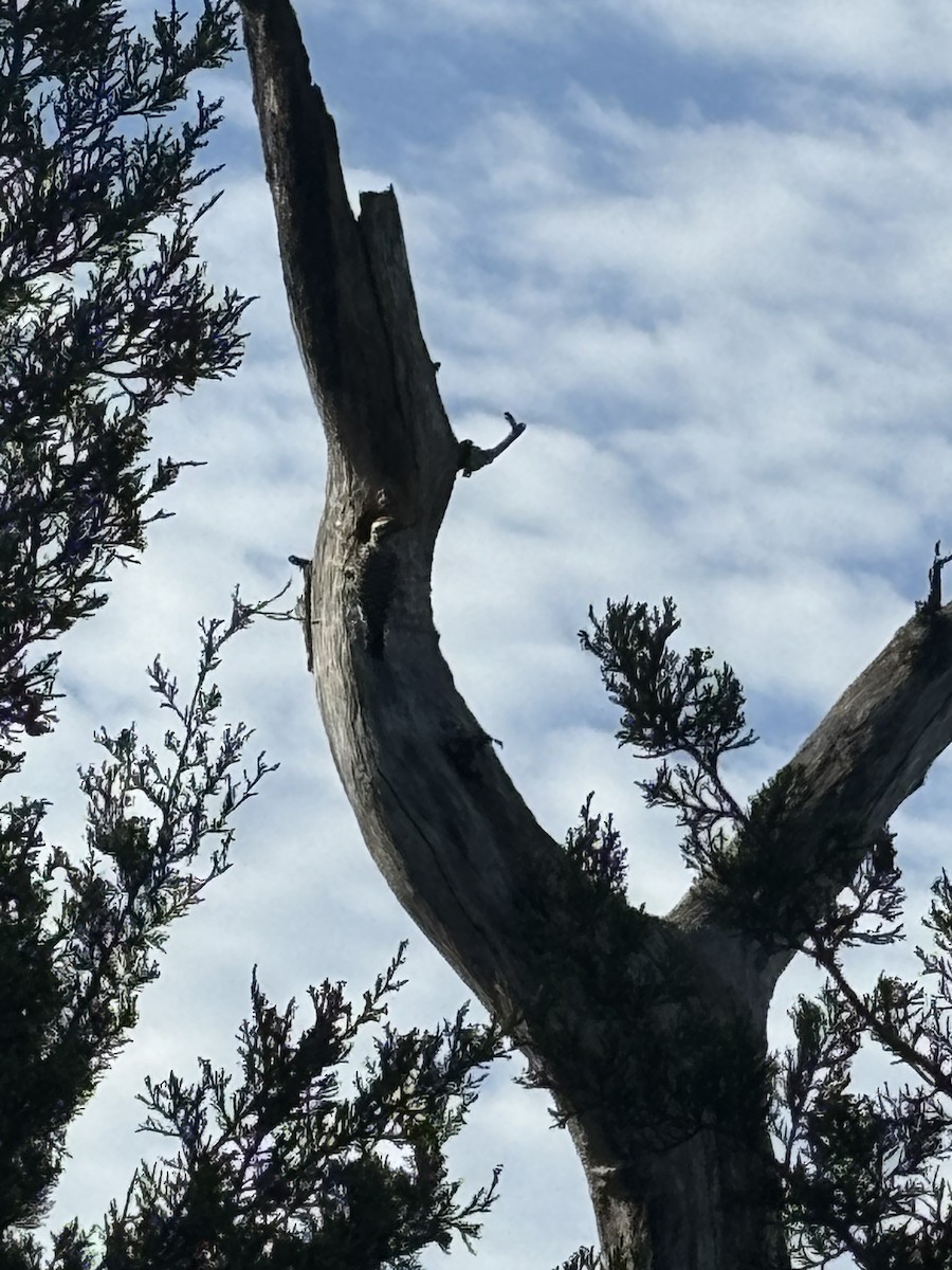 Ladder-backed Woodpecker - Isabelle Bergmeier