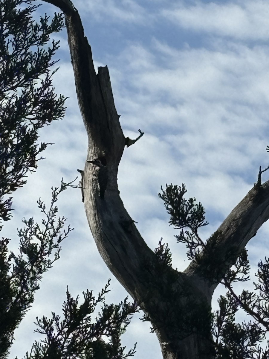 Ladder-backed Woodpecker - ML620486557