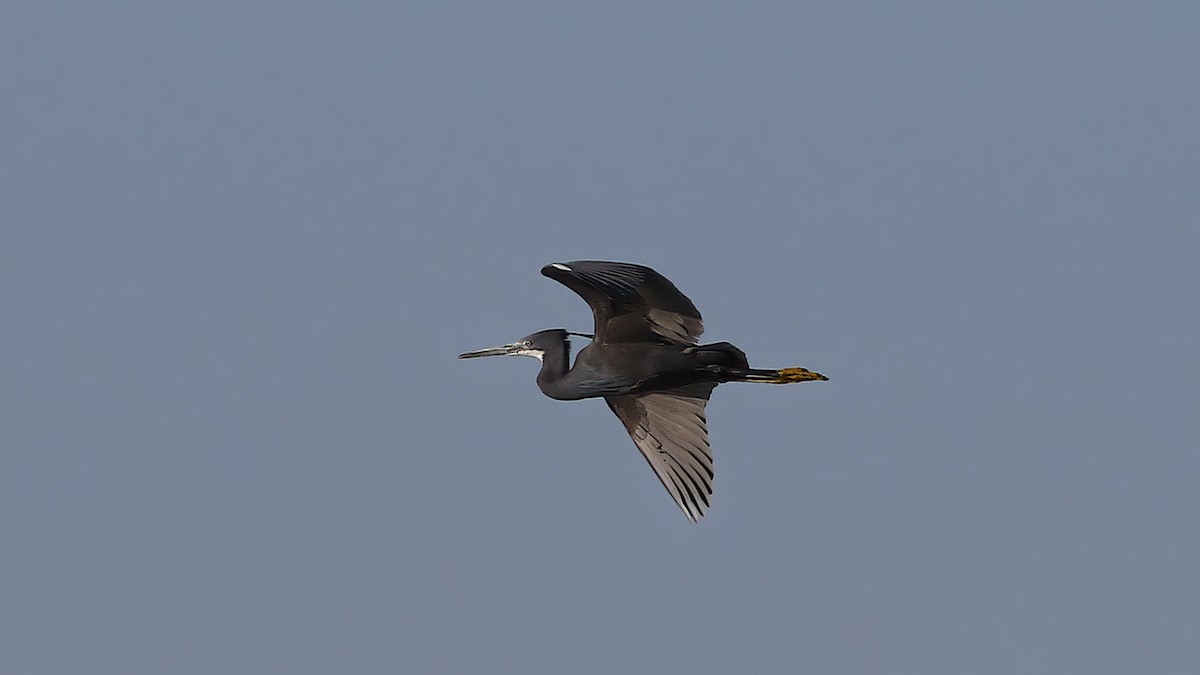 Western Reef-Heron (Western) - ML620486560