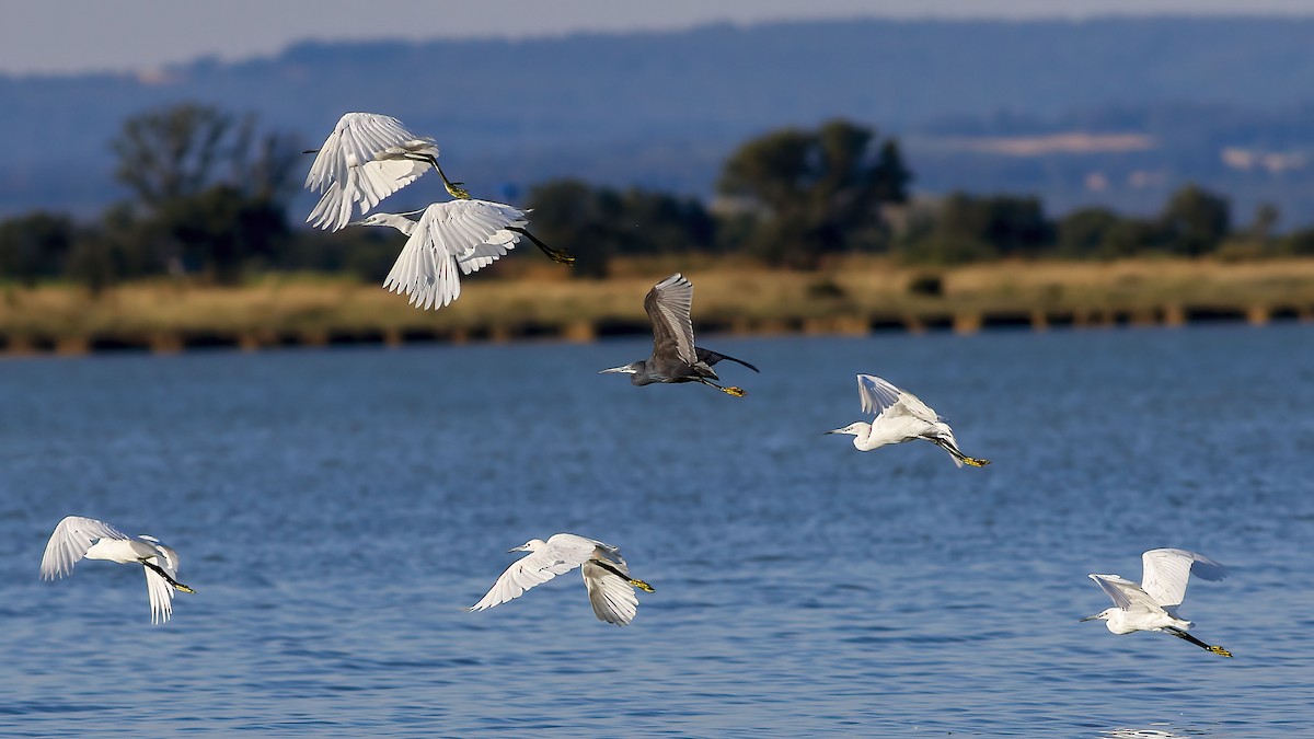 Western Reef-Heron (Western) - ML620486562