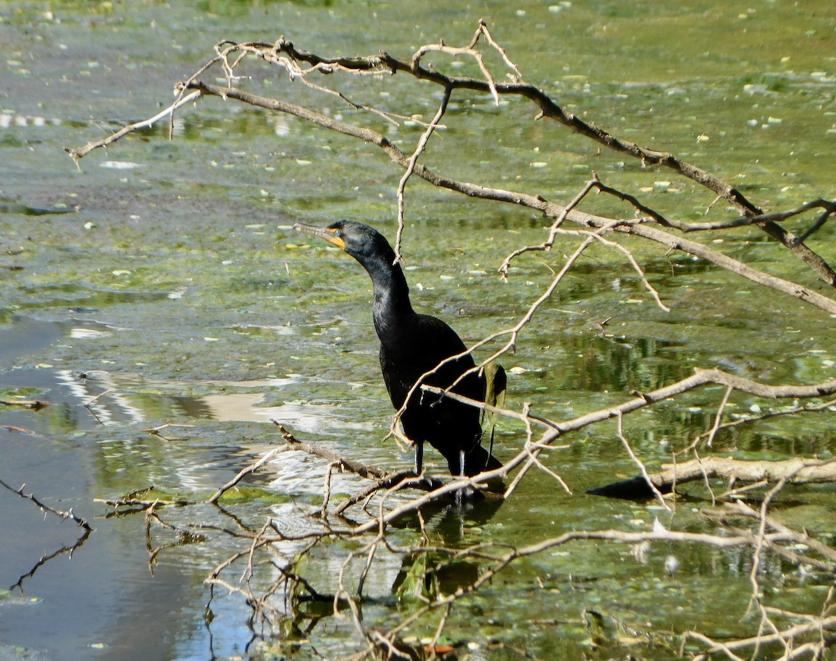 Cormorán Orejudo - ML620486577