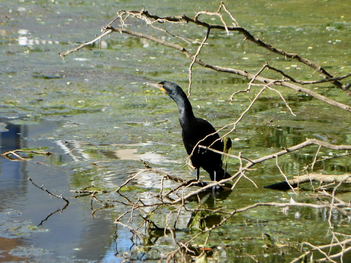 Double-crested Cormorant - ML620486578