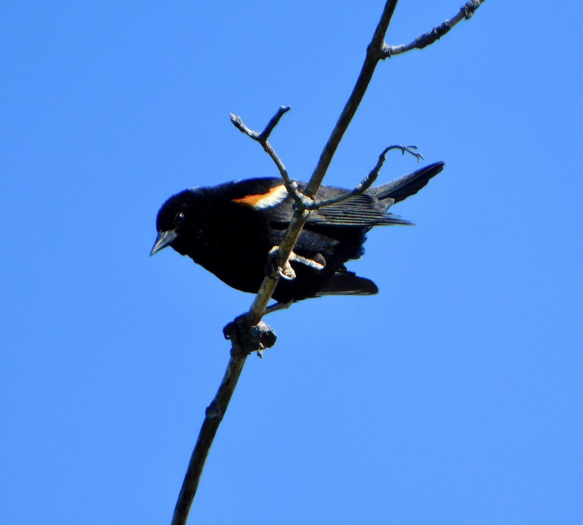 Red-winged Blackbird - ML620486592