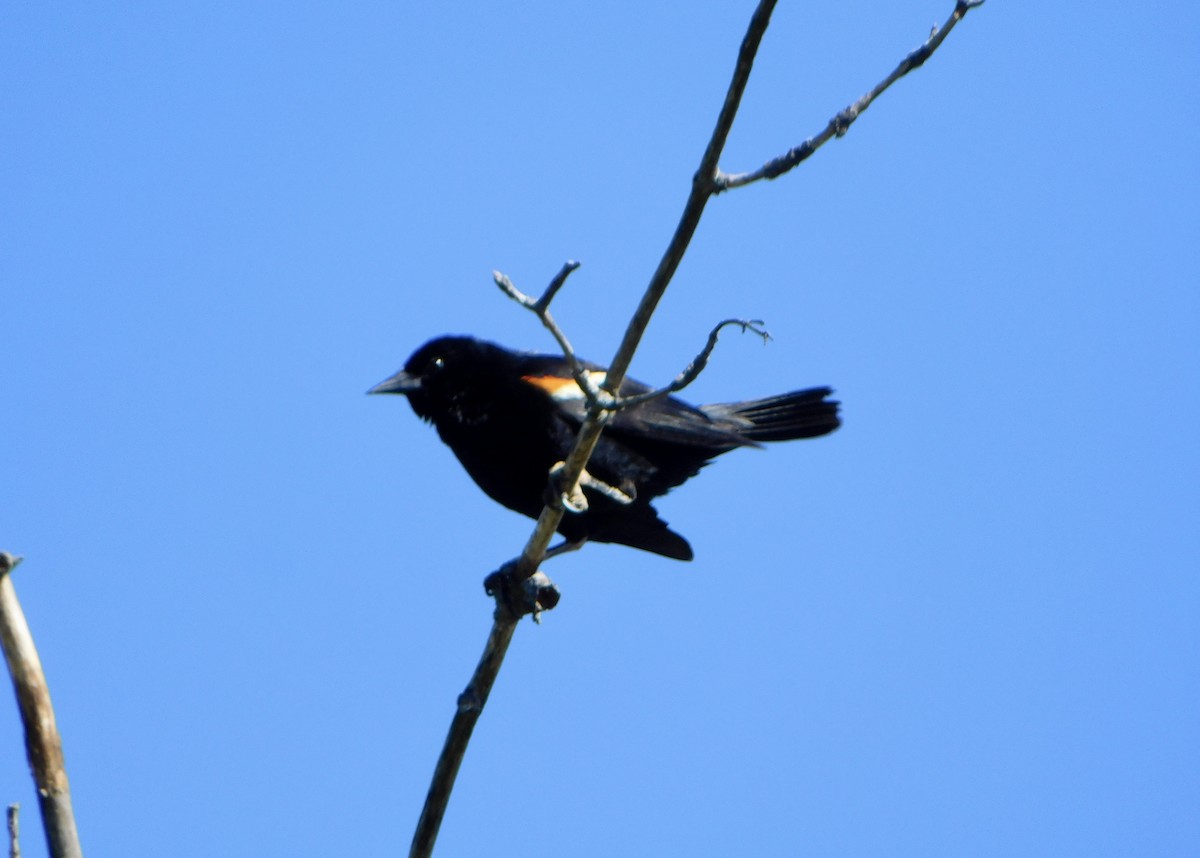 Red-winged Blackbird - ML620486594