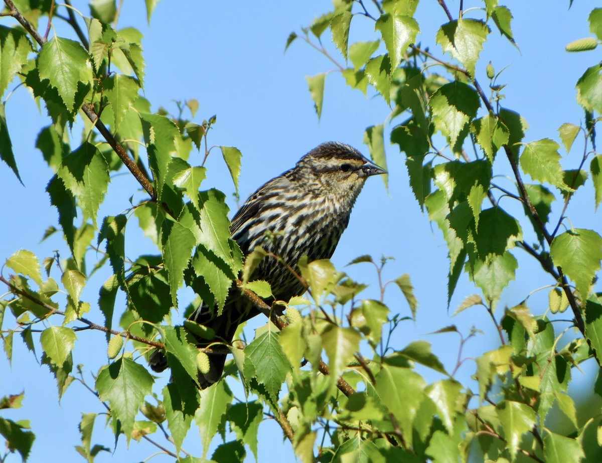 Red-winged Blackbird - Tim E.