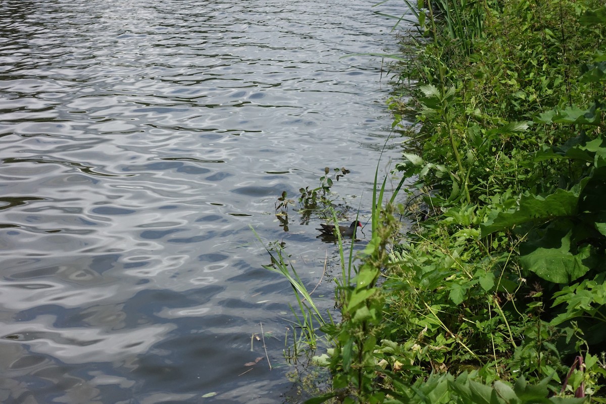 Eurasian Moorhen - ML620486602