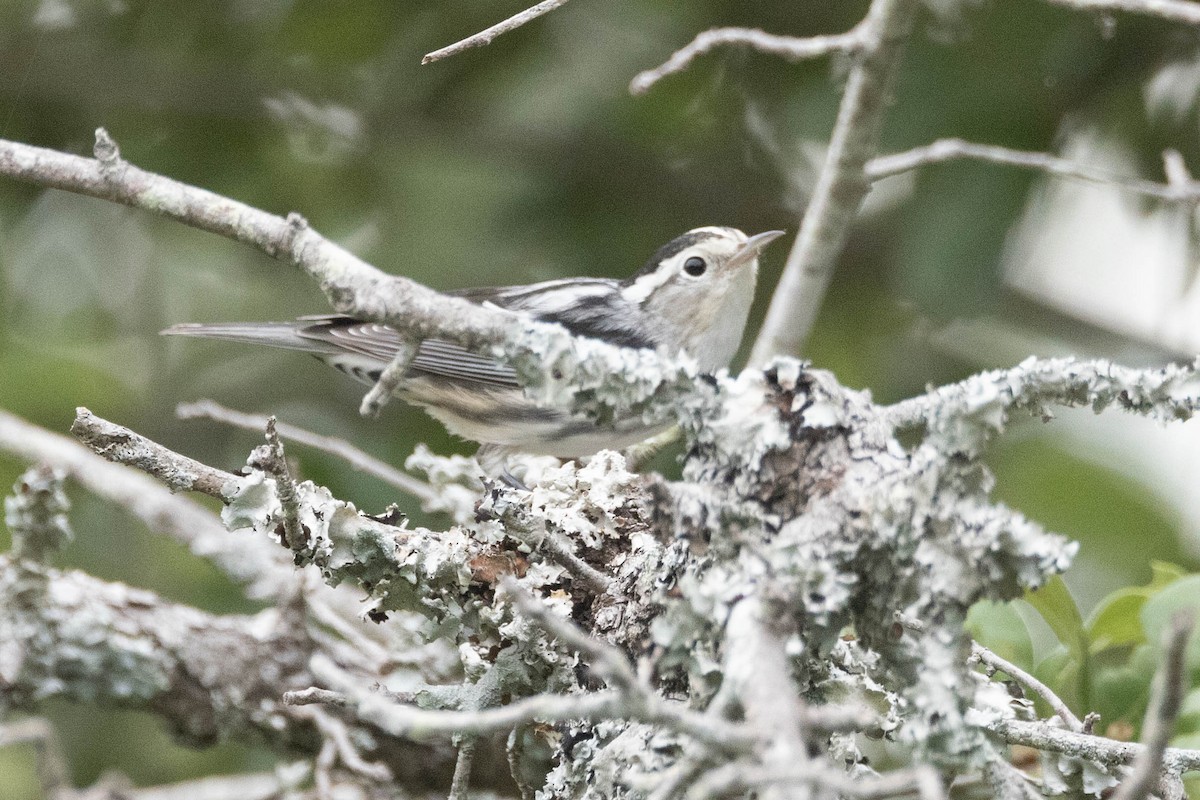 Black-and-white Warbler - ML620486603