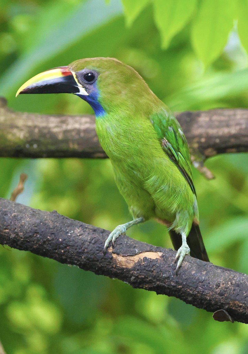 Northern Emerald-Toucanet - ML620486610