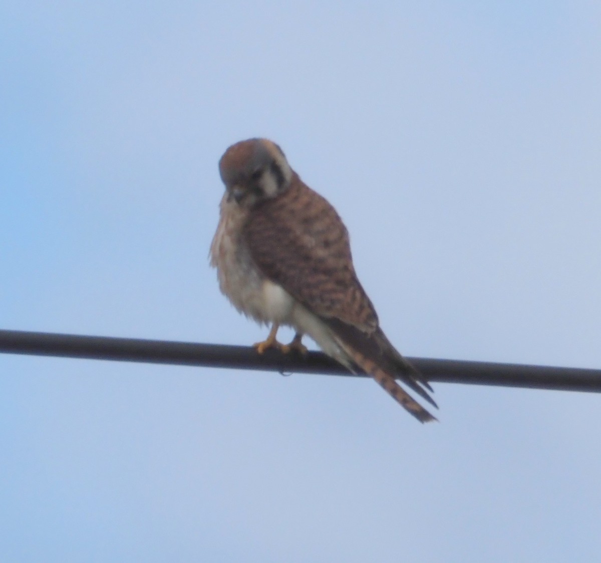 American Kestrel - ML620486617