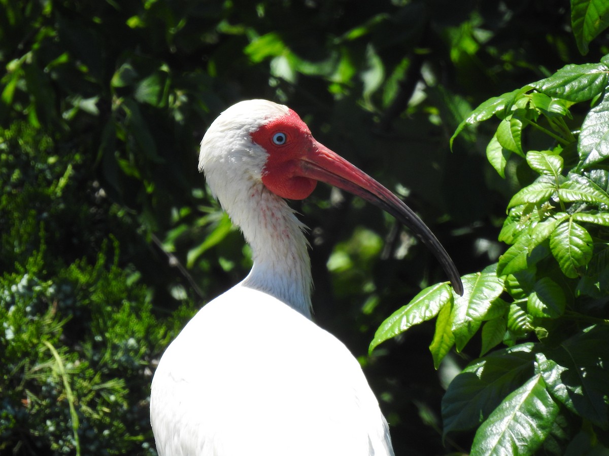 White Ibis - ML620486618