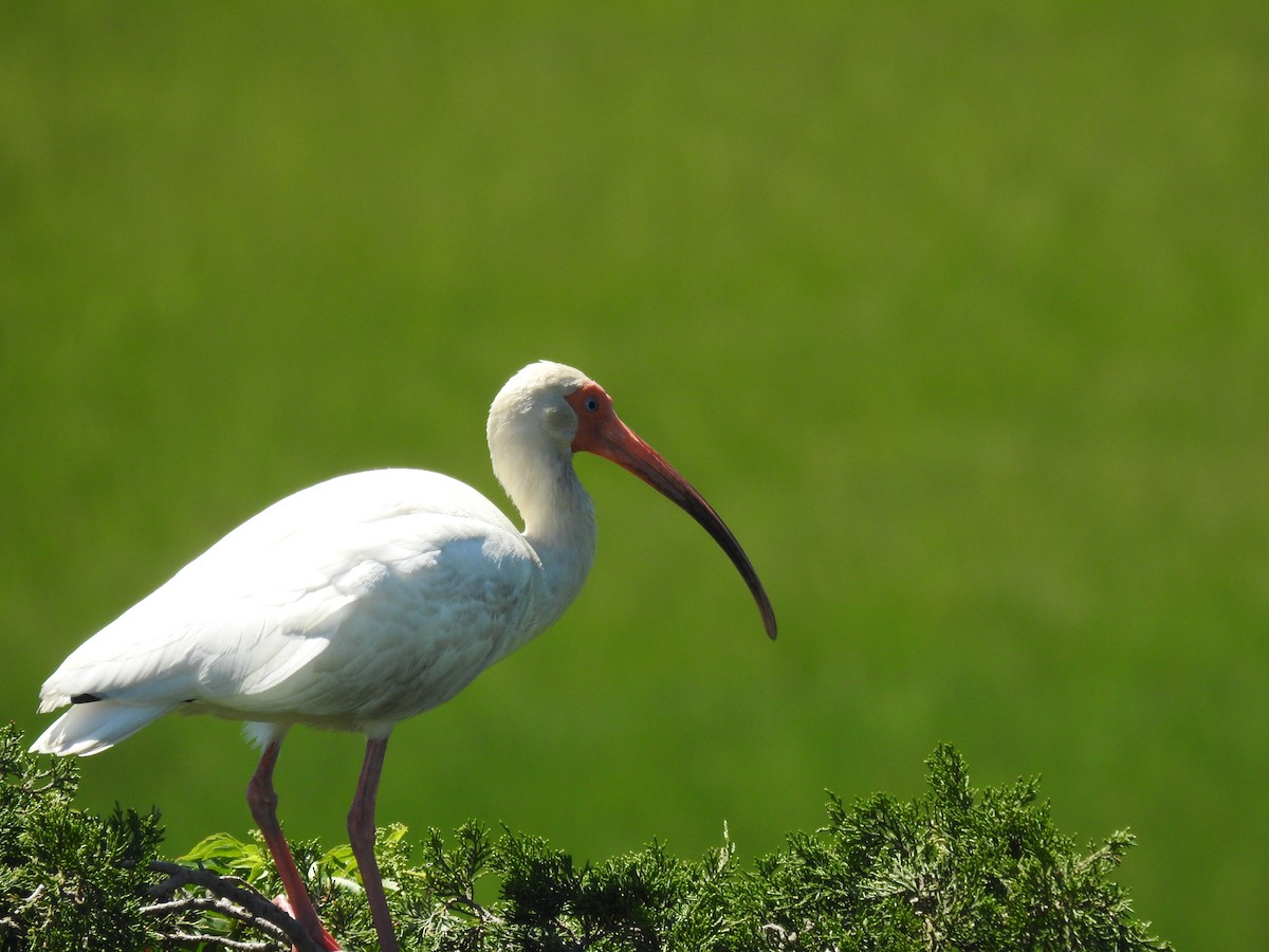 White Ibis - ML620486619