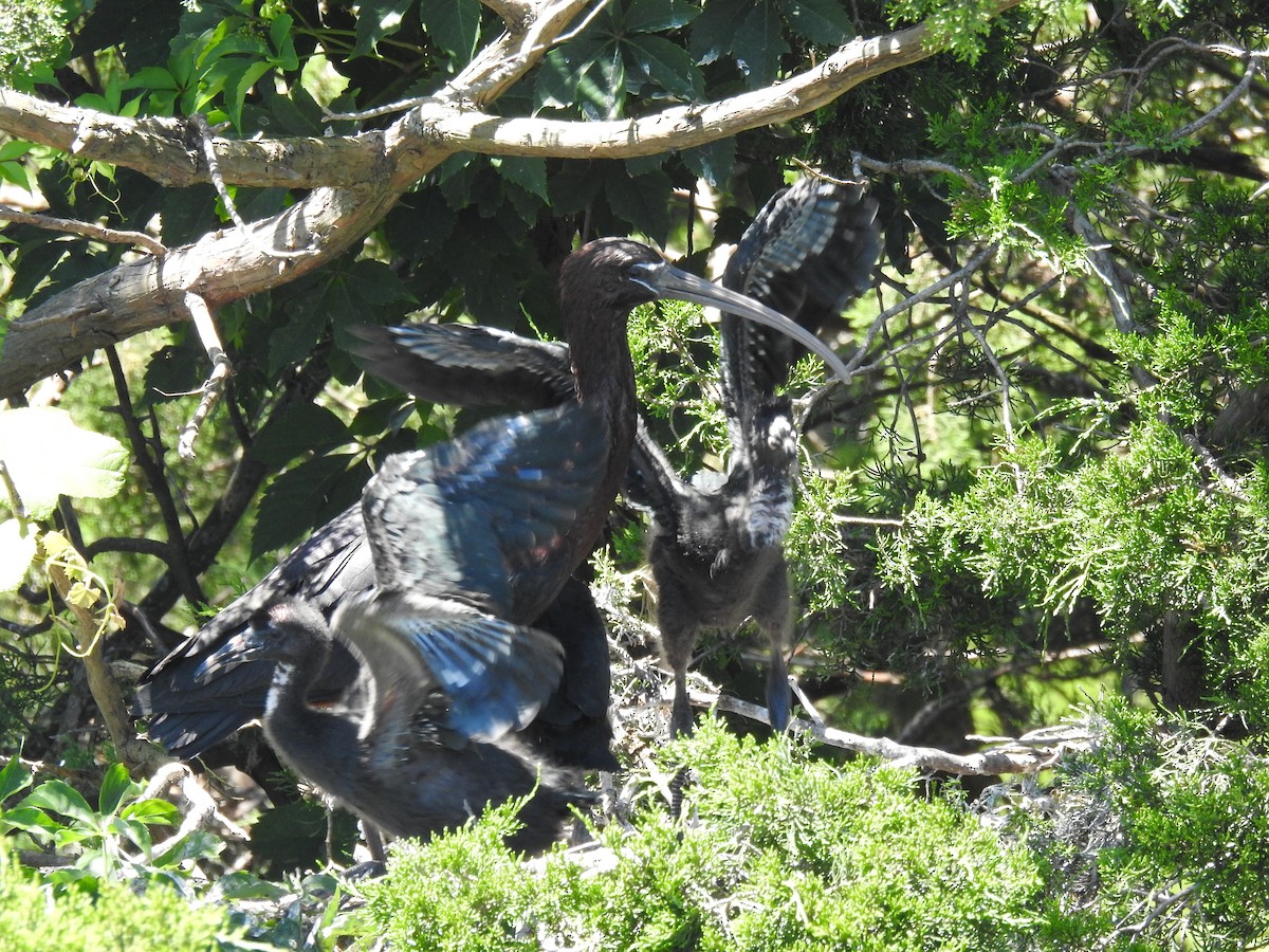 ibis hnědý - ML620486622