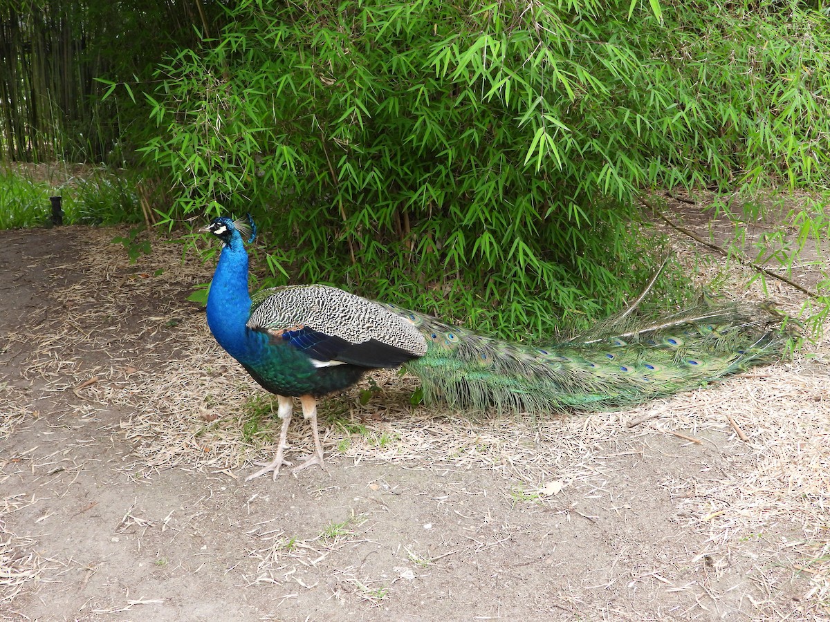 Indian Peafowl - ML620486626