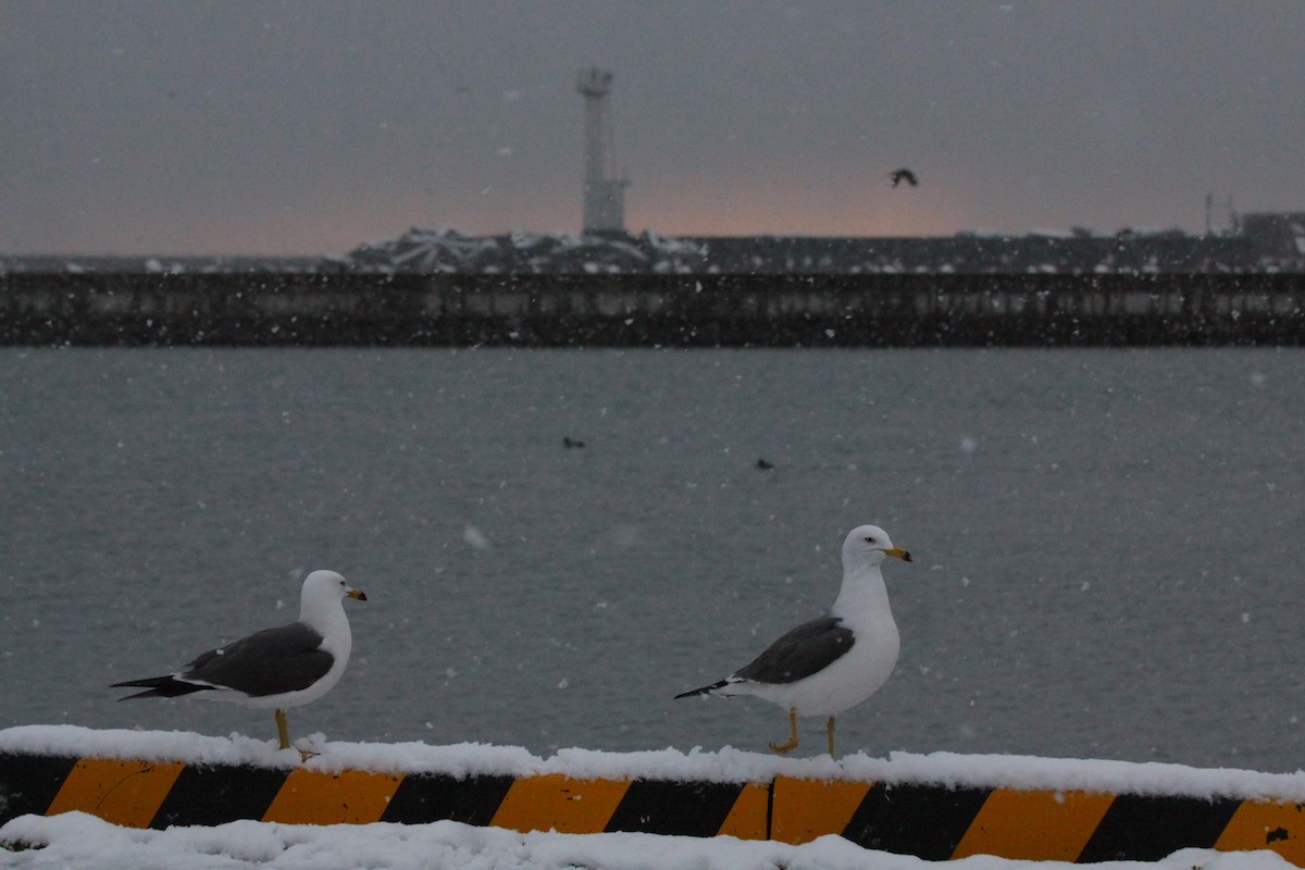 Black-tailed Gull - ML620486633