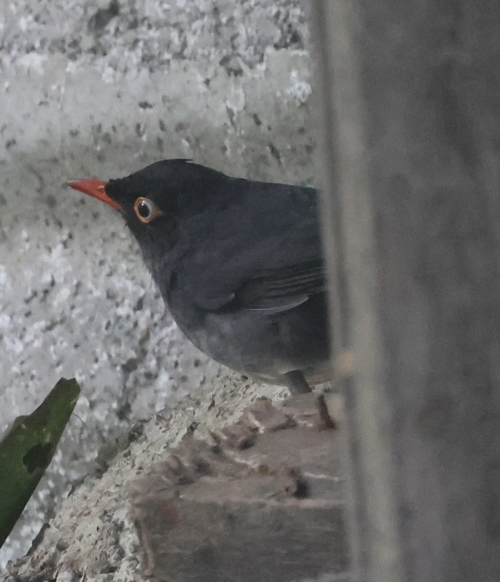 Slaty-backed Nightingale-Thrush - ML620486645