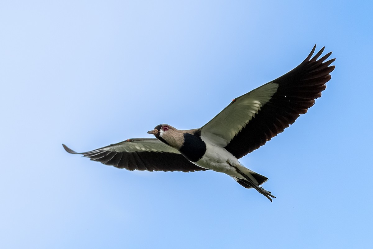 Southern Lapwing - ML620486646