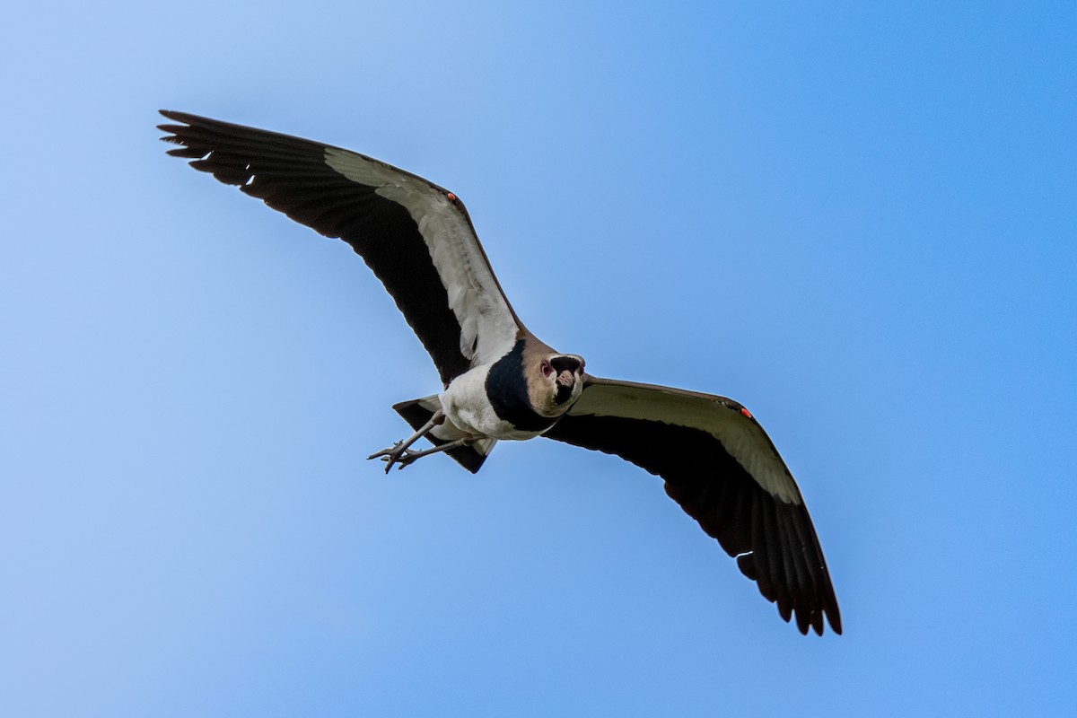 Southern Lapwing - ML620486647