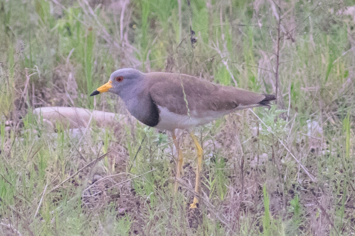 Gray-headed Lapwing - ML620486650