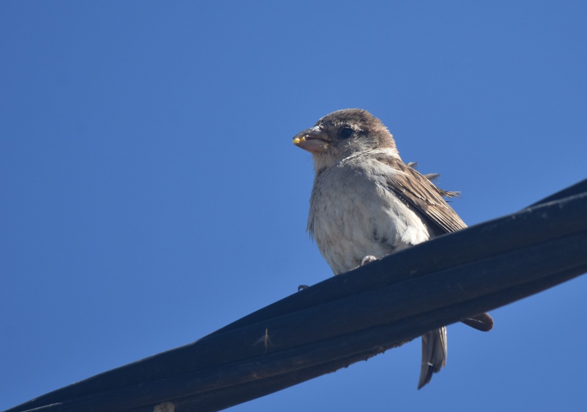 House Sparrow - ML620486651