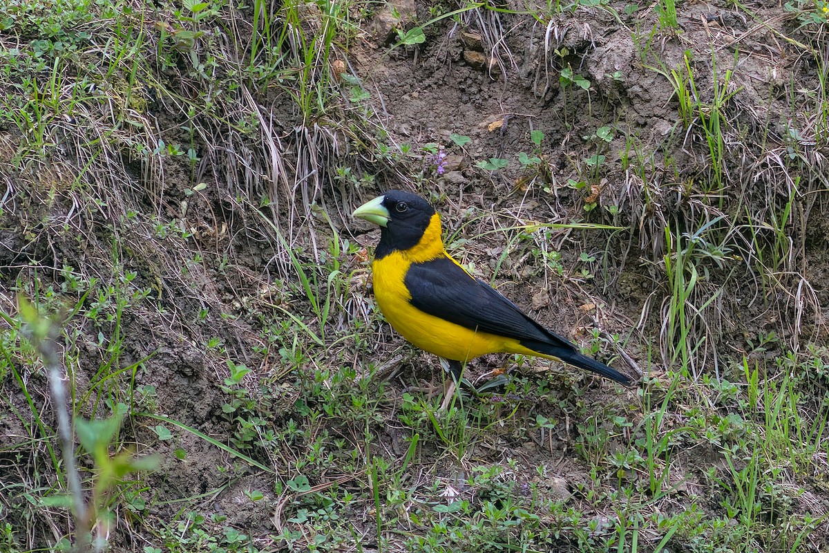 Black-and-yellow Grosbeak - ML620486661