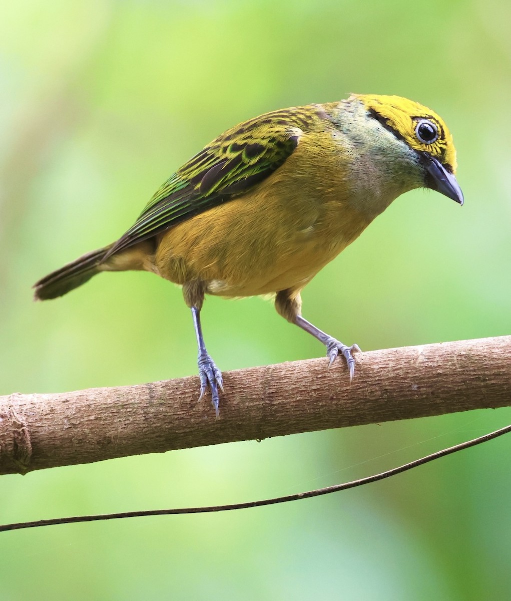 Silver-throated Tanager - Debbie Crowley