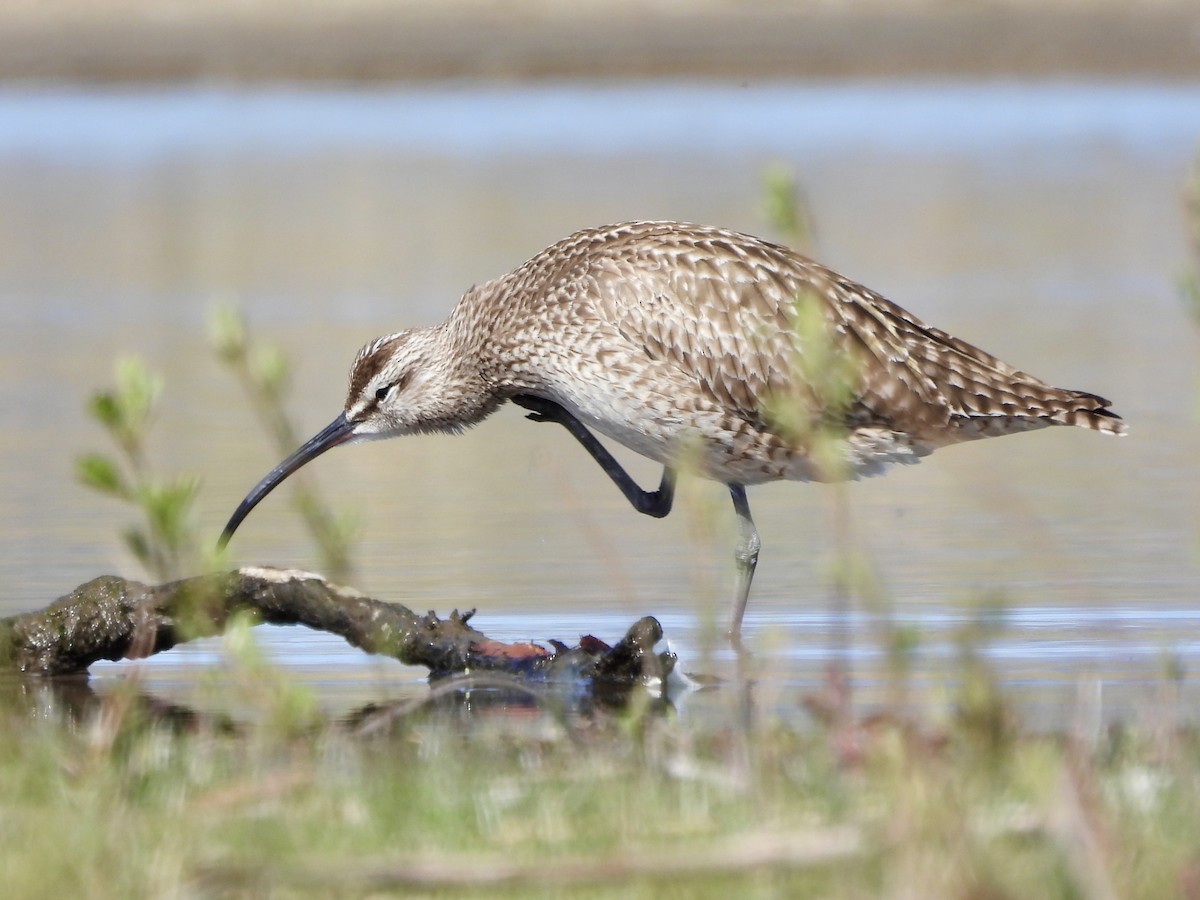 Whimbrel - ML620486667