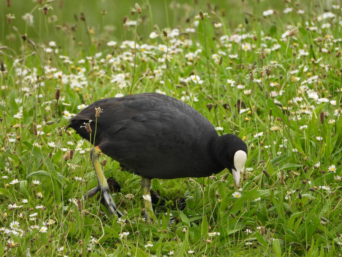 Eurasian Coot - ML620486670