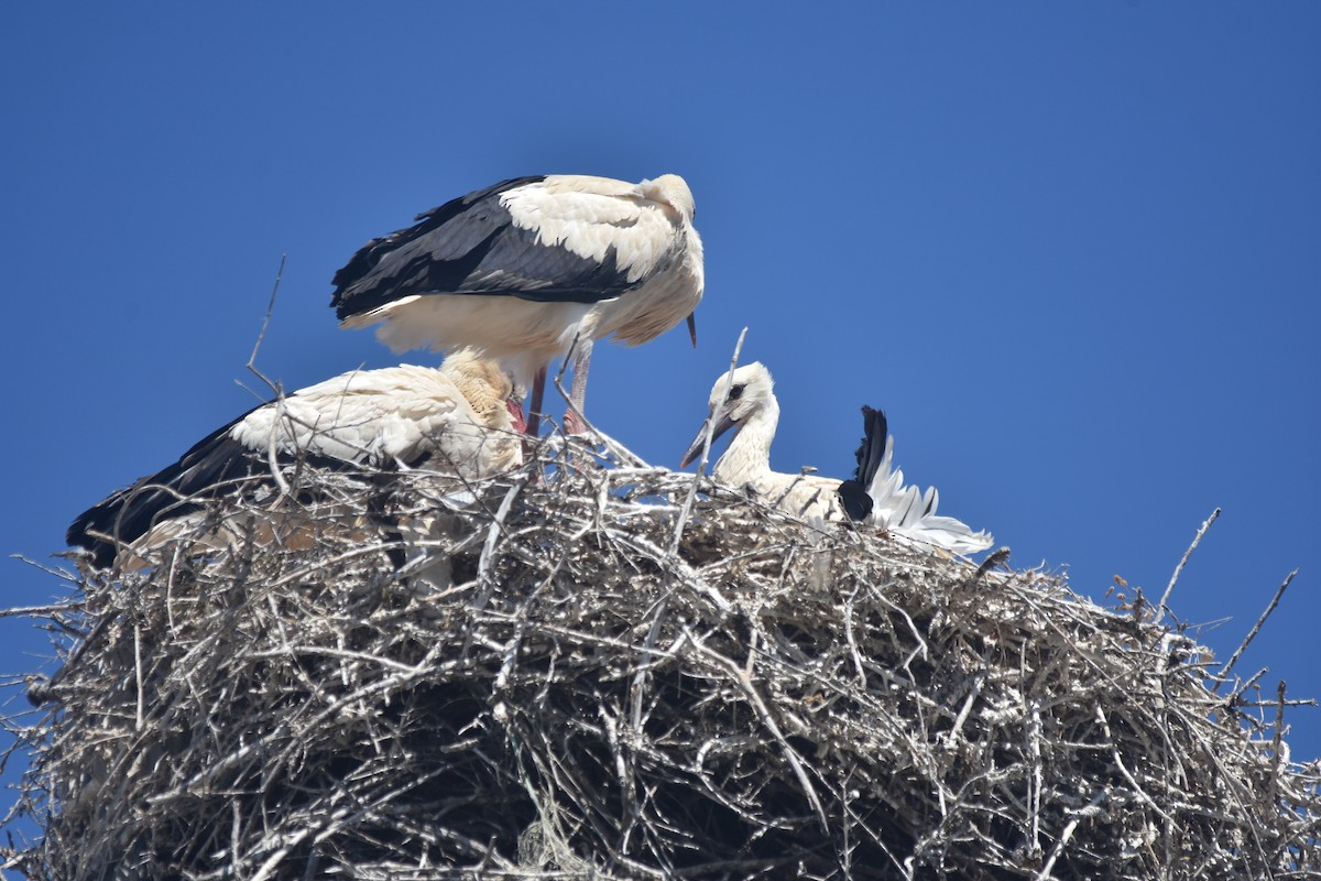 White Stork - ML620486672