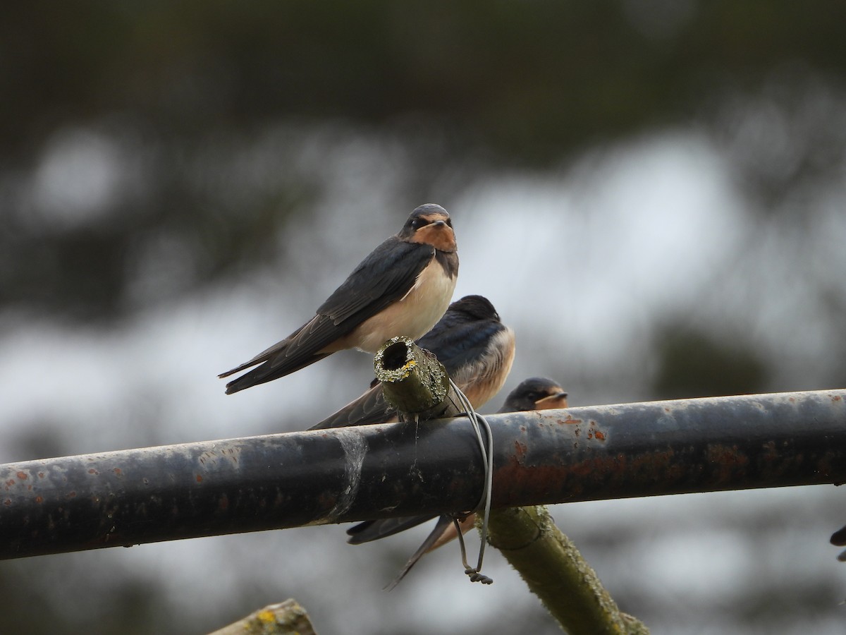 Barn Swallow - ML620486674