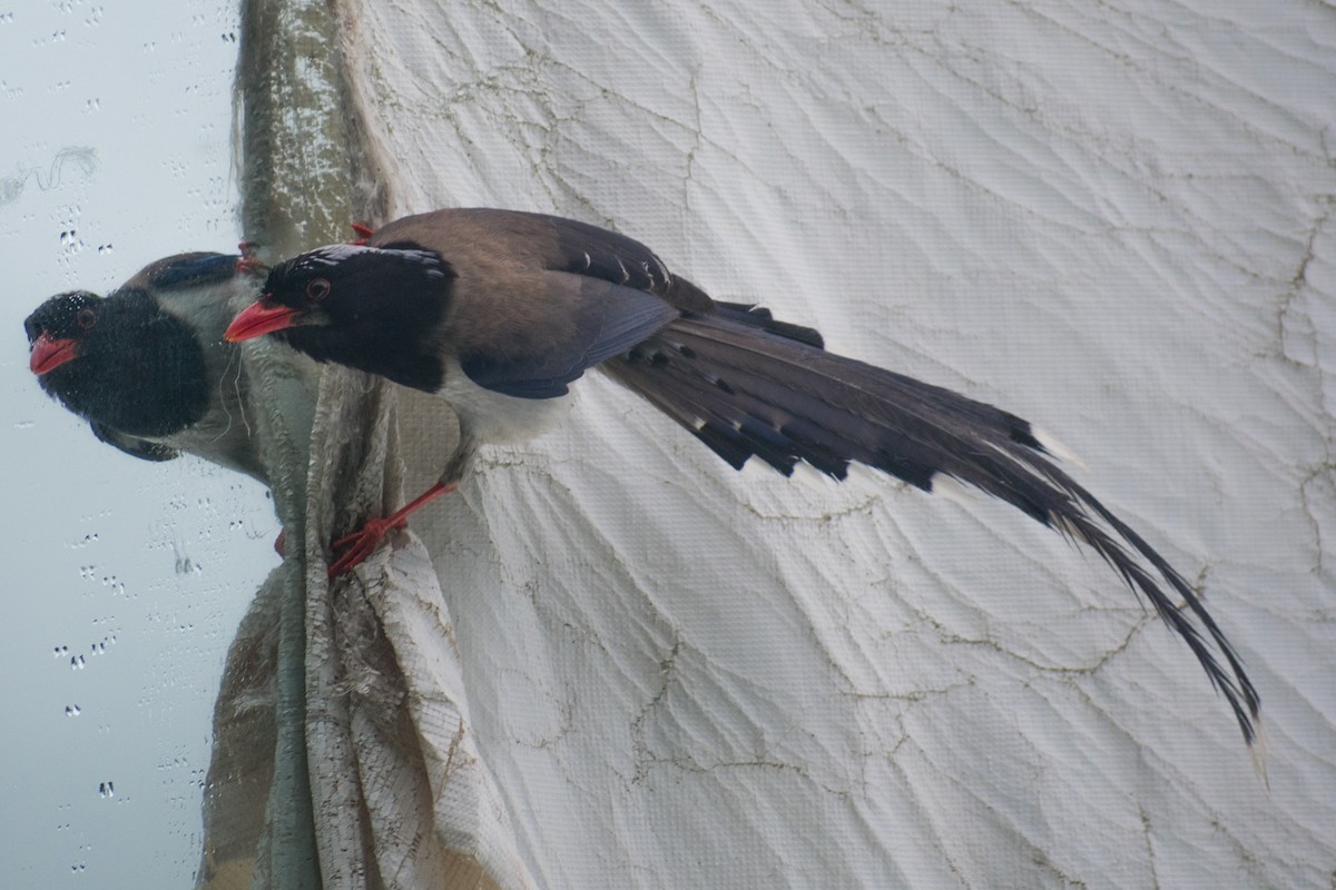 Red-billed Blue-Magpie - ML620486677