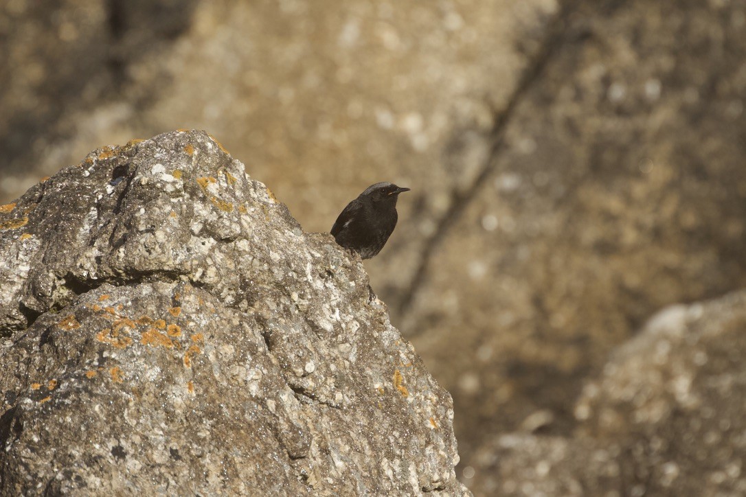 Black Redstart - ML620486678