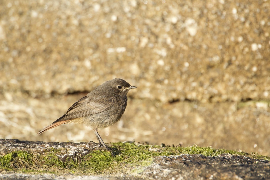 Black Redstart - ML620486679