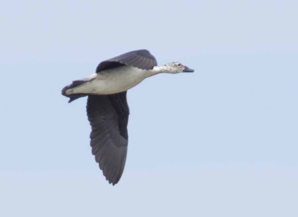 Knob-billed Duck - ML620486684