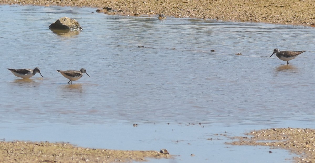 Green Sandpiper - ML620486685