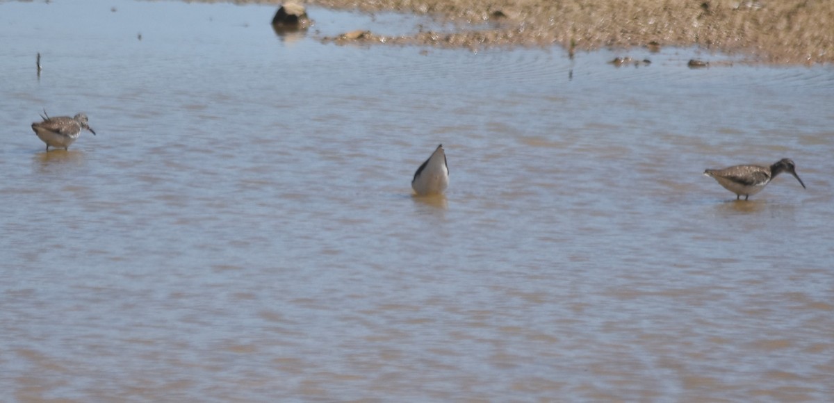 Green Sandpiper - ML620486690