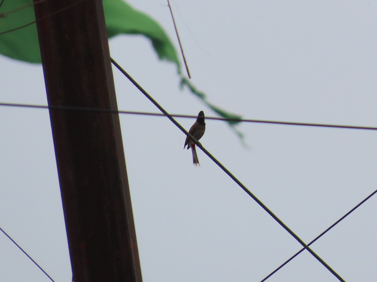 Red-vented Bulbul - ML620486693