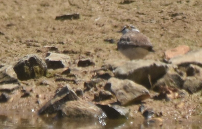 Little Ringed Plover - ML620486696