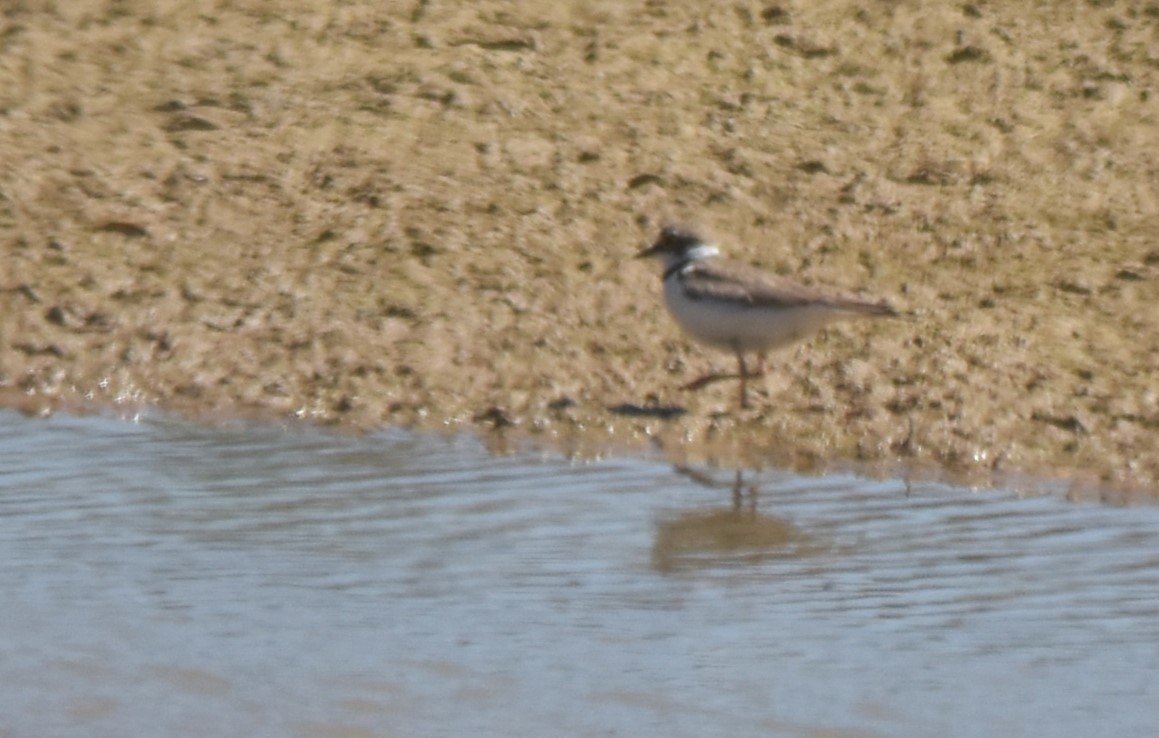 Little Ringed Plover - ML620486697